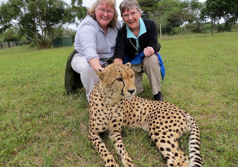 cheetah facts