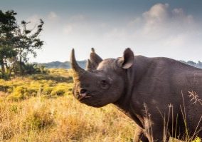 african big 5 rhino facts