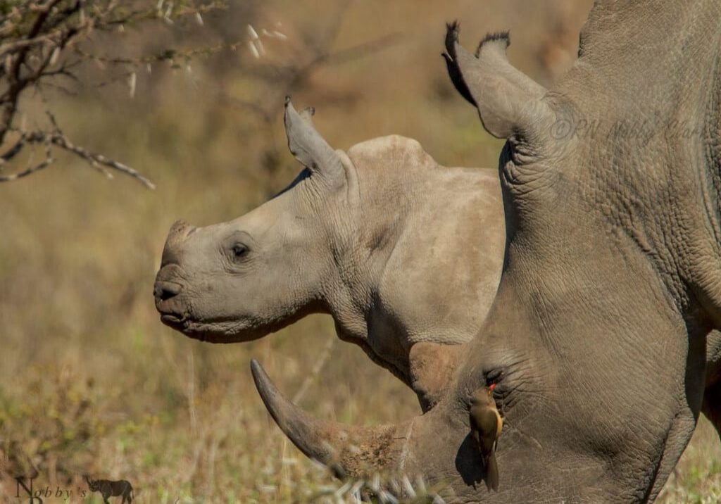 2 day durban tour and safari